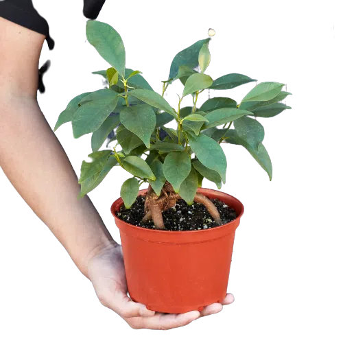 Ficus 'Ginseng'-Indoor Plants-American Plant Supply