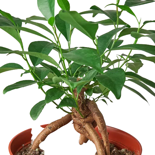 Ficus 'Ginseng'-Indoor Plants-American Plant Supply