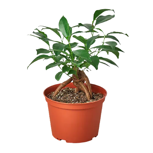 Ficus 'Ginseng'-Indoor Plants-American Plant Supply