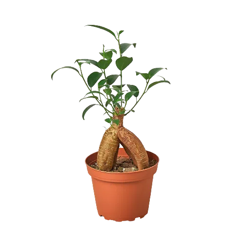 Ficus 'Ginseng'-Indoor Plants-American Plant Supply