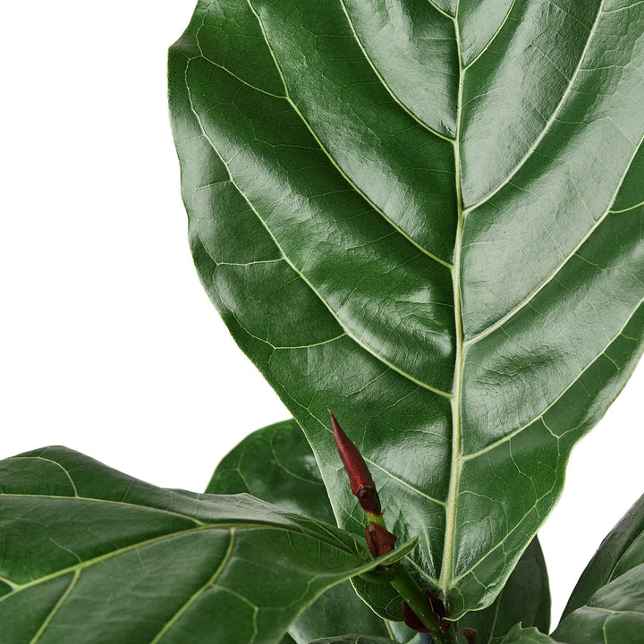 Ficus Lyrata 'Fiddle Leaf Fig'-Indoor Plants-American Plant Supply