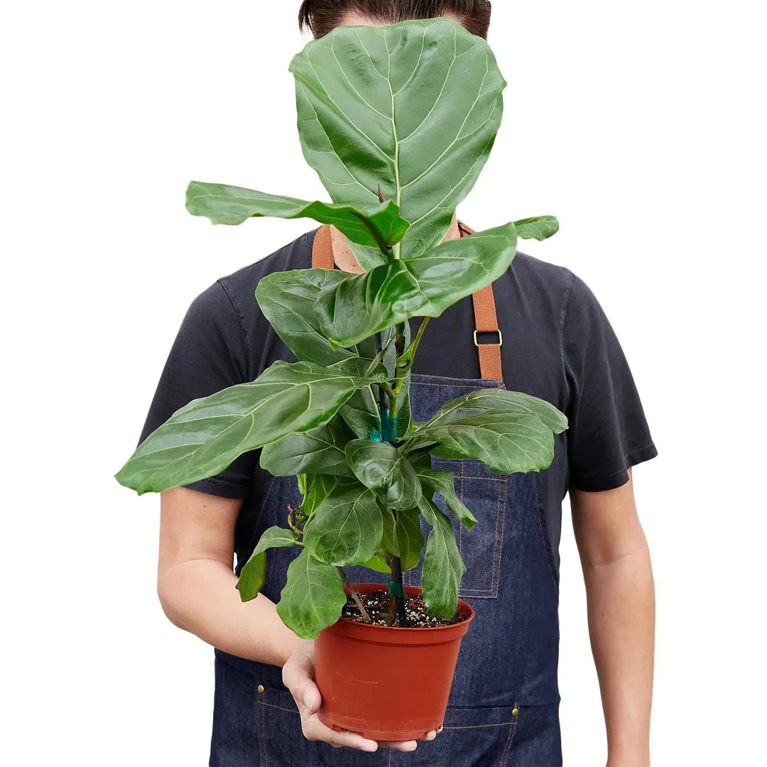 Ficus Lyrata 'Fiddle Leaf Fig'-Indoor Plants-American Plant Supply