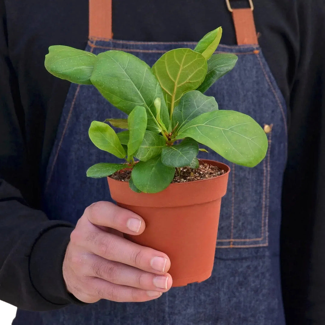 Ficus Lyrata 'Fiddle Leaf Fig'-Indoor Plants-American Plant Supply