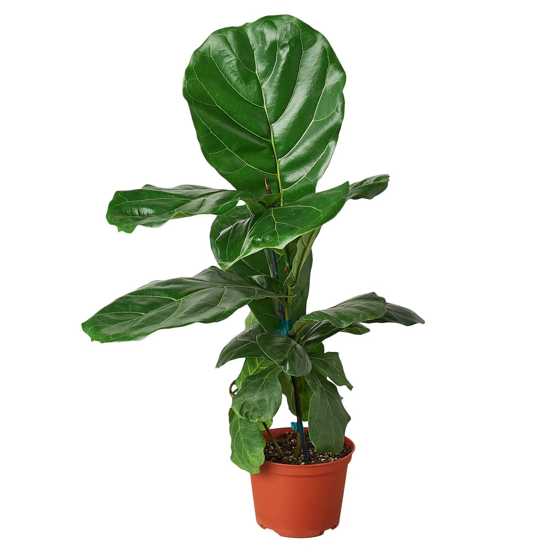 Ficus Lyrata 'Fiddle Leaf Fig'-Indoor Plants-American Plant Supply