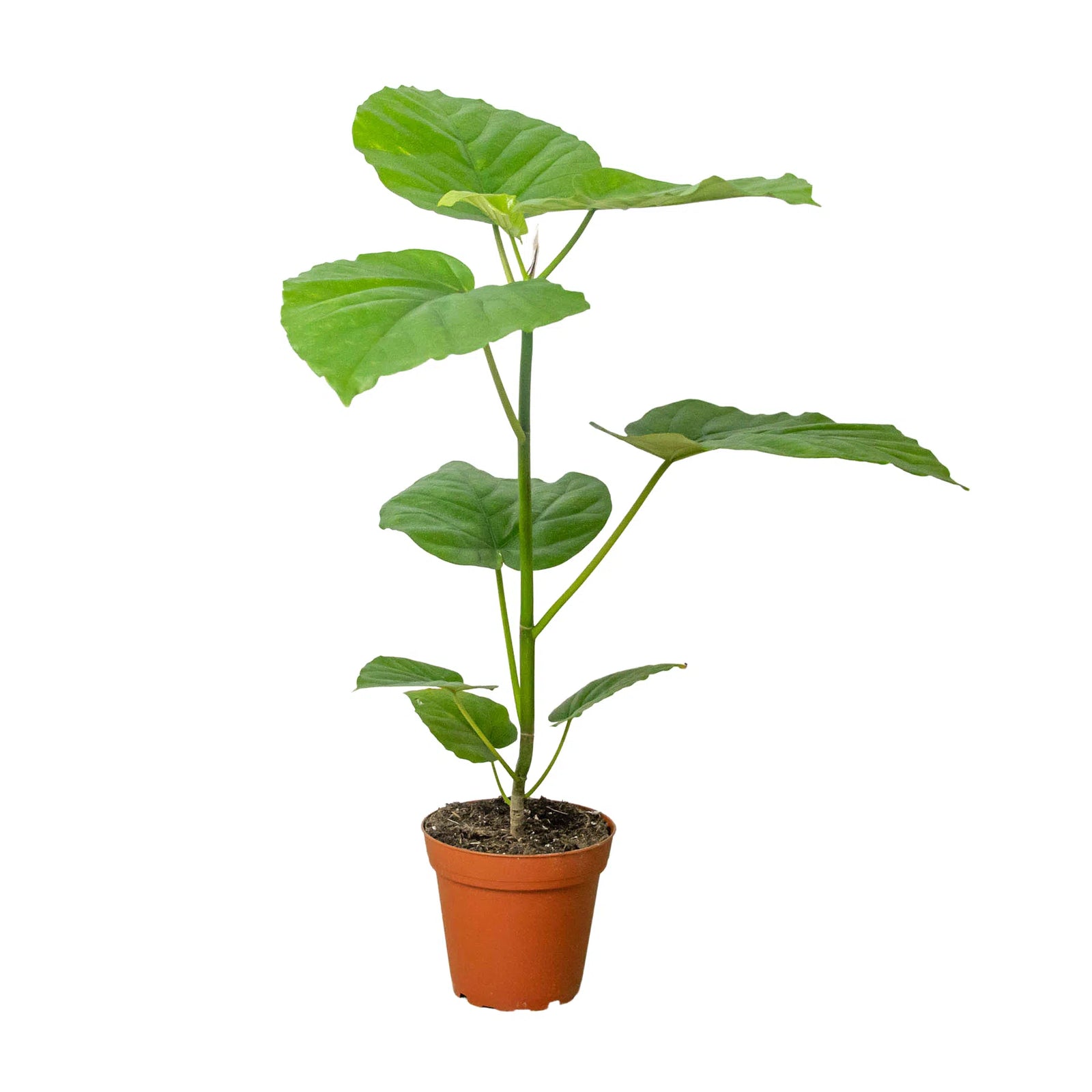 Ficus 'Umbellata'-American Plant Supply