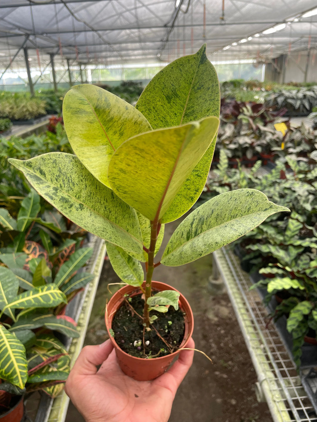 Ficus 'shivereana' (Moonshine)-American Plant Supply