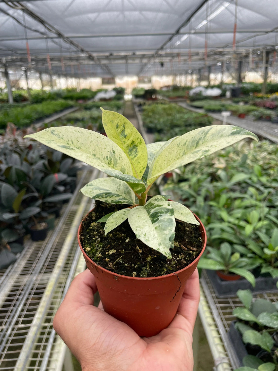 Ficus 'shivereana' (Moonshine)-American Plant Supply