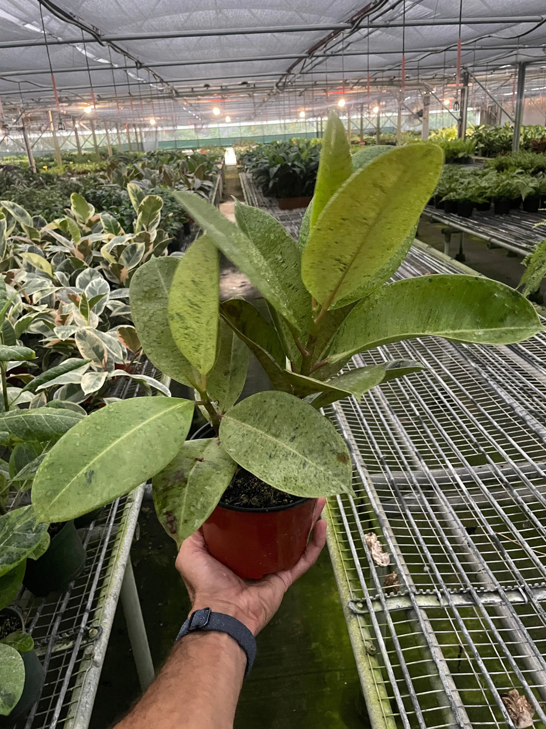 Ficus 'shivereana' (Moonshine)-American Plant Supply