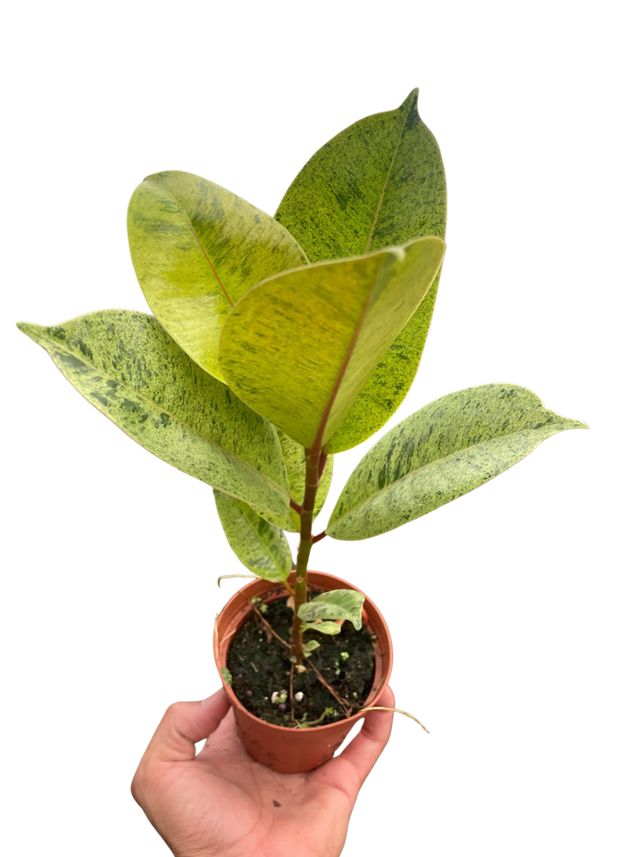 Ficus 'shivereana' (Moonshine)-American Plant Supply