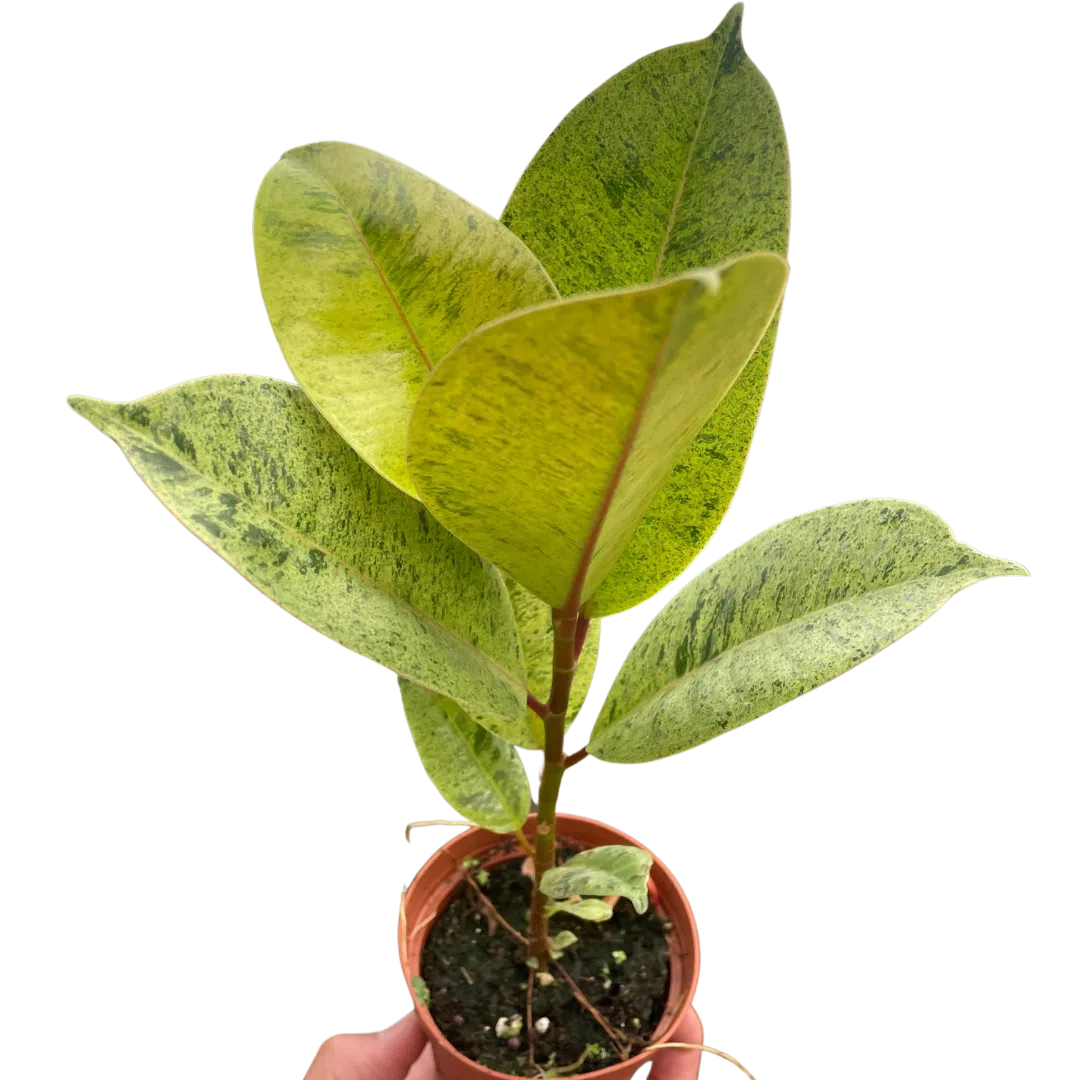 Ficus 'shivereana' (Moonshine)-American Plant Supply