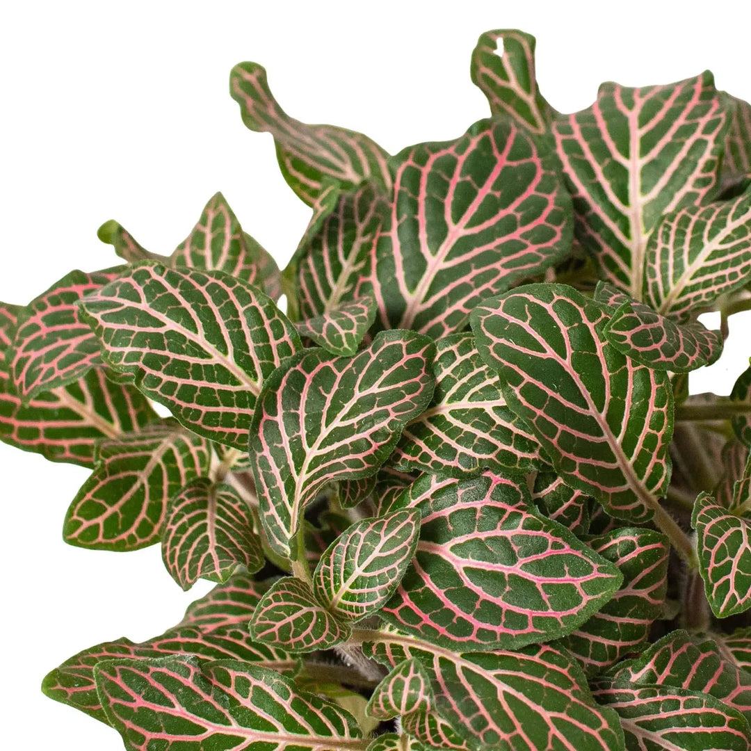 Fittonia 'Pink'-6" Plant (1pk/$4.5) ($10 Ship/31oz)-American Plant Supply