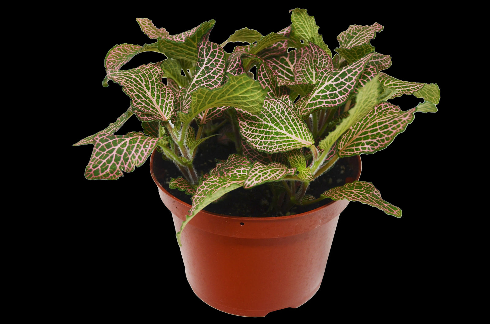 Fittonia 'Pink'-6" Plant (1pk/$4.5) ($10 Ship/31oz)-American Plant Supply