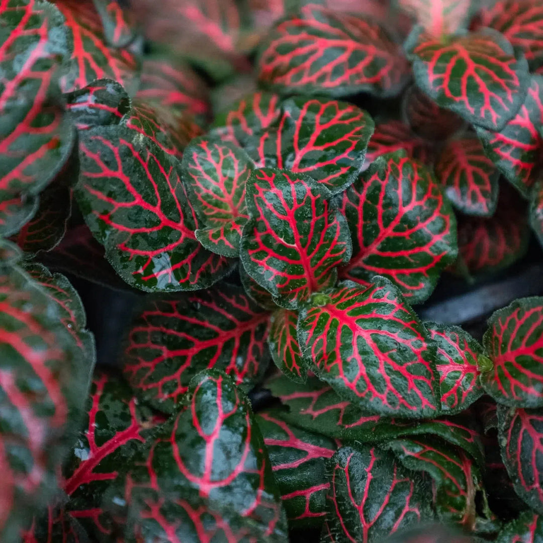 Fittonia 'Red'-American Plant Supply