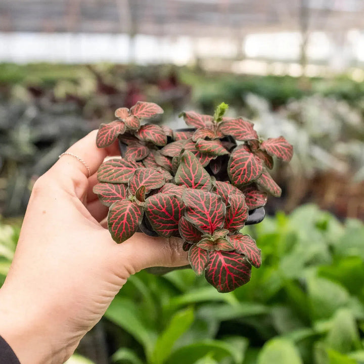 Fittonia 'Red'-American Plant Supply