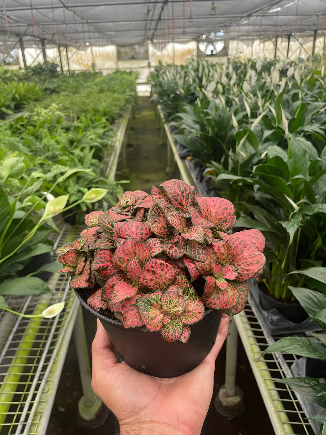 Fittonia 'Red'-American Plant Supply