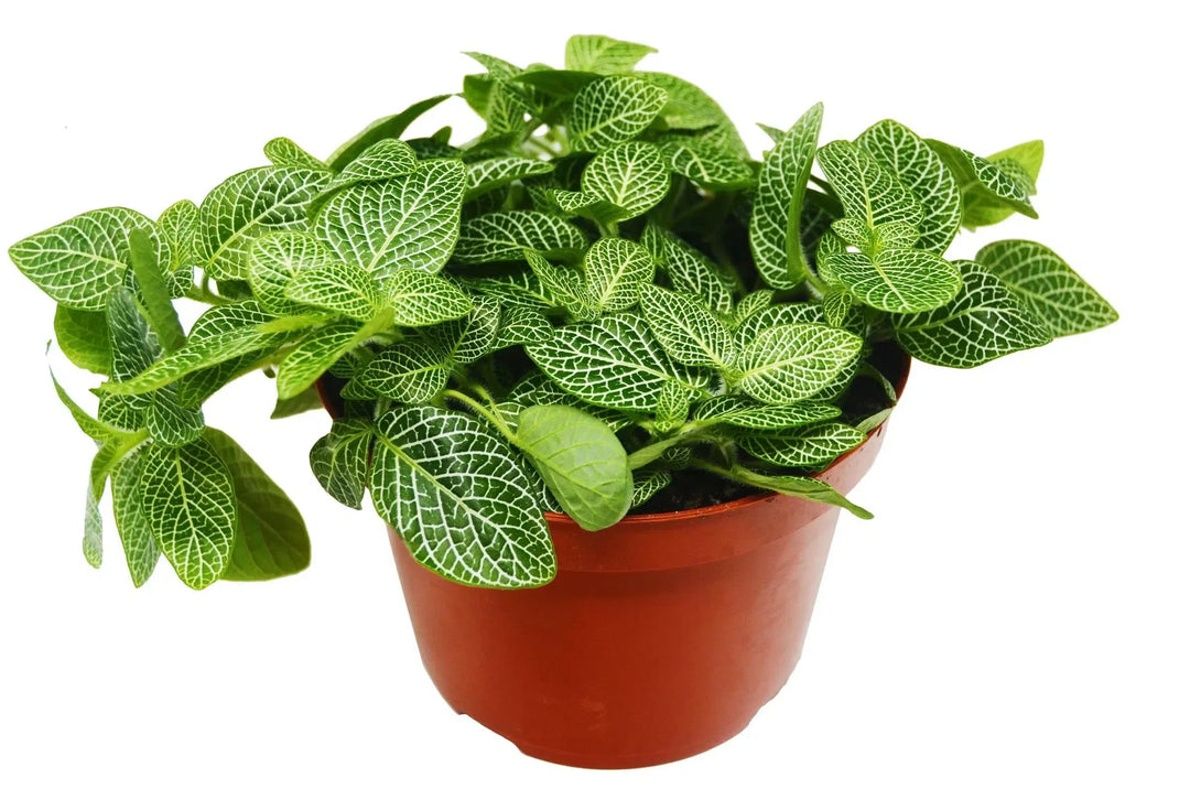 Fittonia 'White Nerve Plant'-4" Plant (1pk/$2) ($6 Ship/15oz)-American Plant Supply