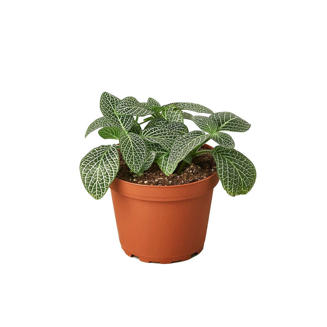 Fittonia 'White Nerve Plant'-4" Plant (1pk/$2) ($6 Ship/15oz)-American Plant Supply