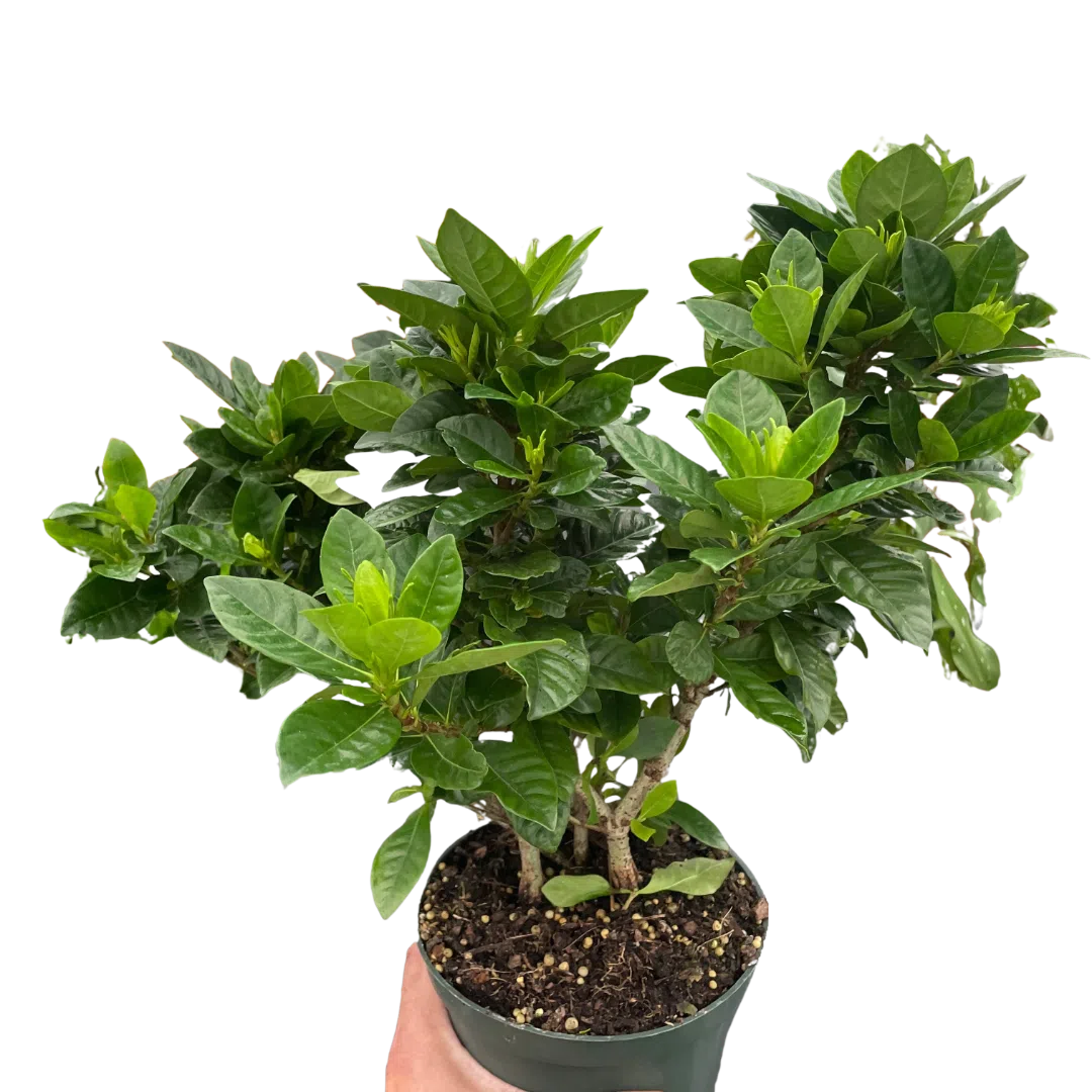 Gardenia 'Bush'-Indoor Plants-American Plant Supply