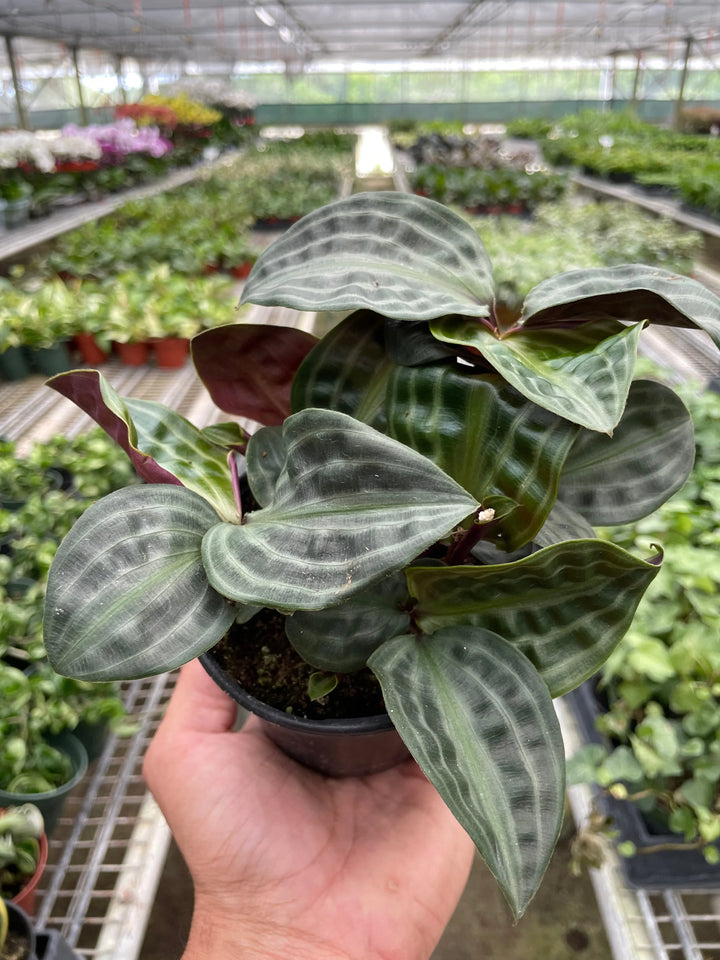 Geogenanthus 'Seersucker'-Indoor Plants-American Plant Supply