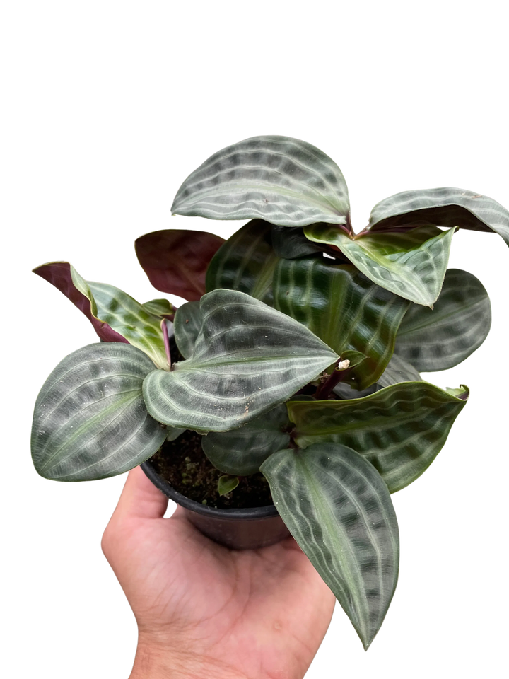 Geogenanthus 'Seersucker'-Indoor Plants-American Plant Supply