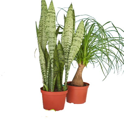 2 - 6" Indoor Plants Premium Subscription box