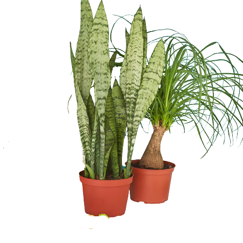 2 - 6" Indoor Plants Premium Subscription box