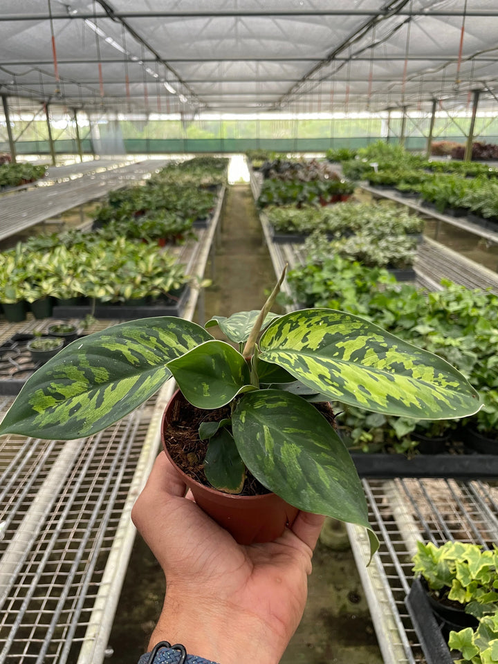 Homalomena 'Camouflage'-Indoor Plants-American Plant Supply