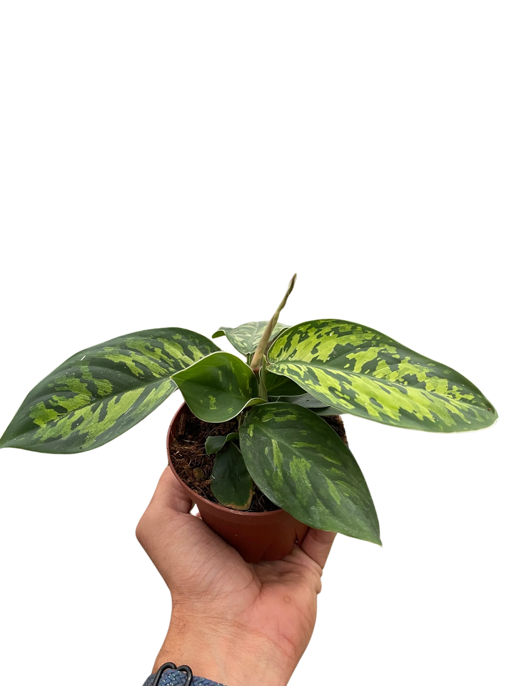 Homalomena 'Camouflage'-Indoor Plants-American Plant Supply