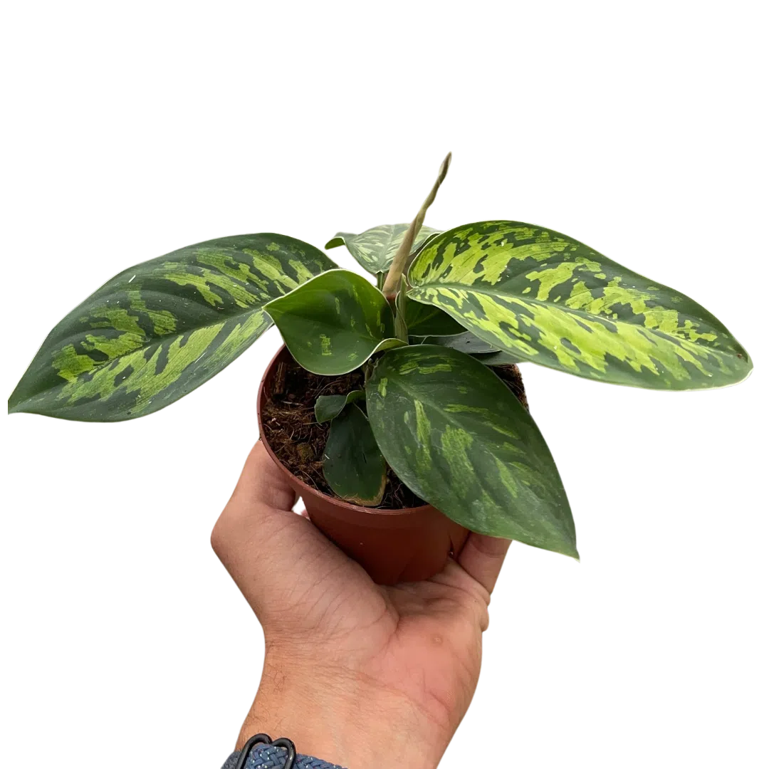 Homalomena 'Camouflage'-Indoor Plants-American Plant Supply