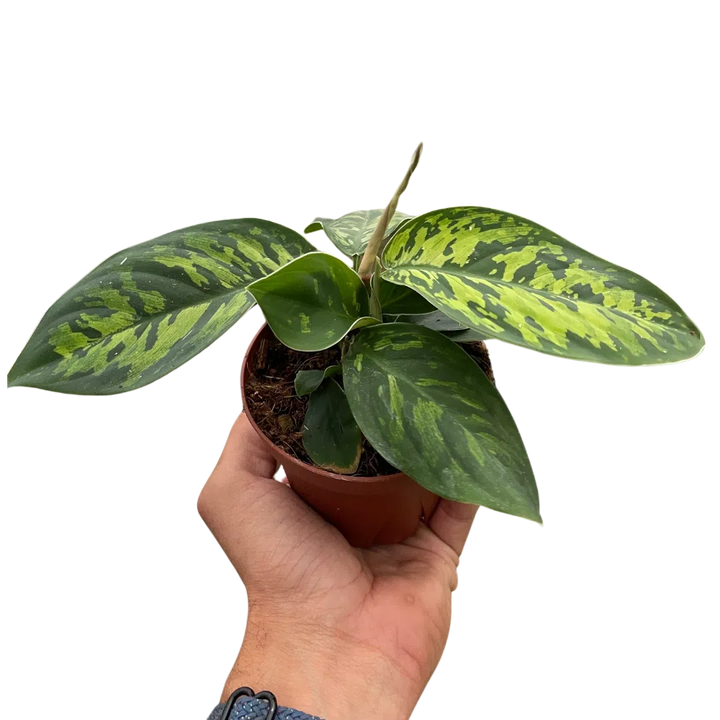 Homalomena 'Camouflage'-Indoor Plants-American Plant Supply