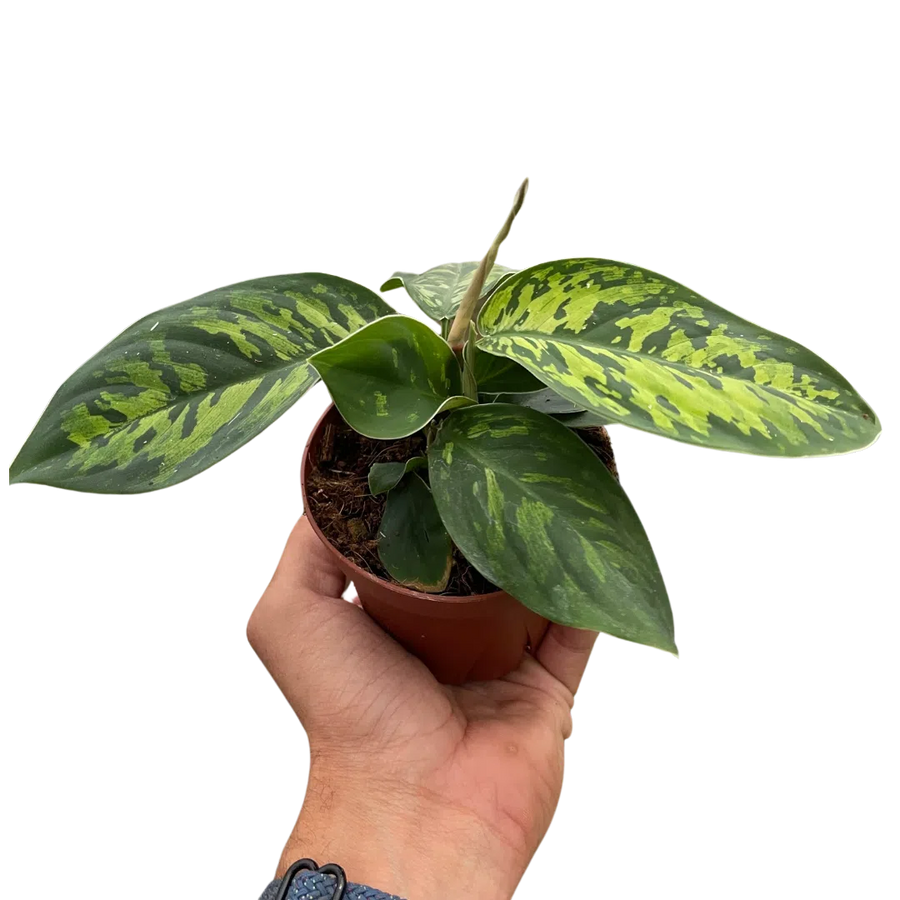 Homalomena 'Camouflage'-Indoor Plants-American Plant Supply