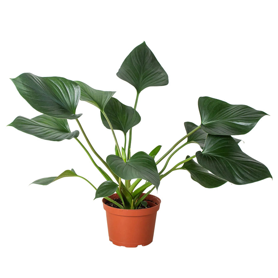 Homalomena 'Emerald Gem'-Indoor Plants-American Plant Supply