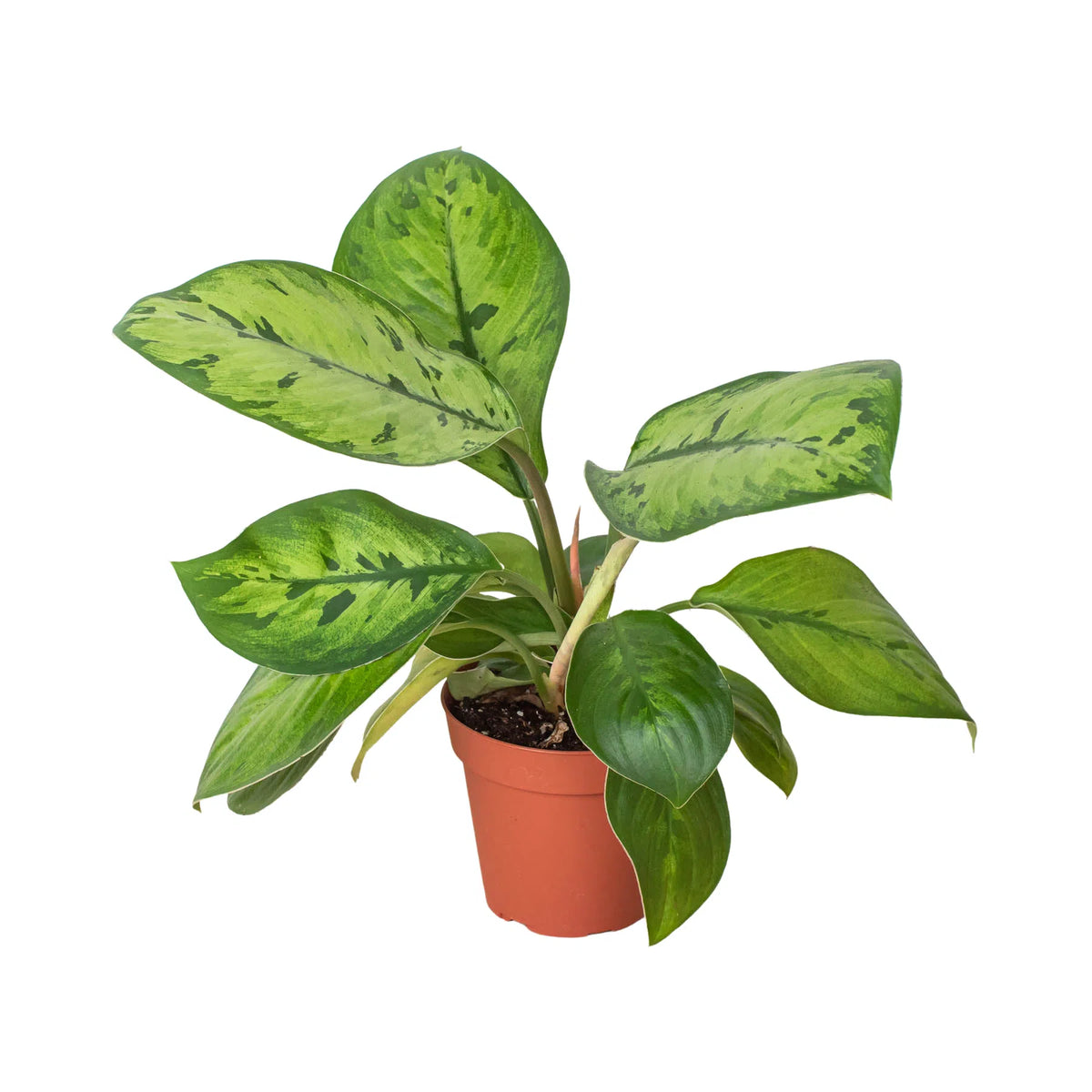 Homalomena 'Selby'-American Plant Supply