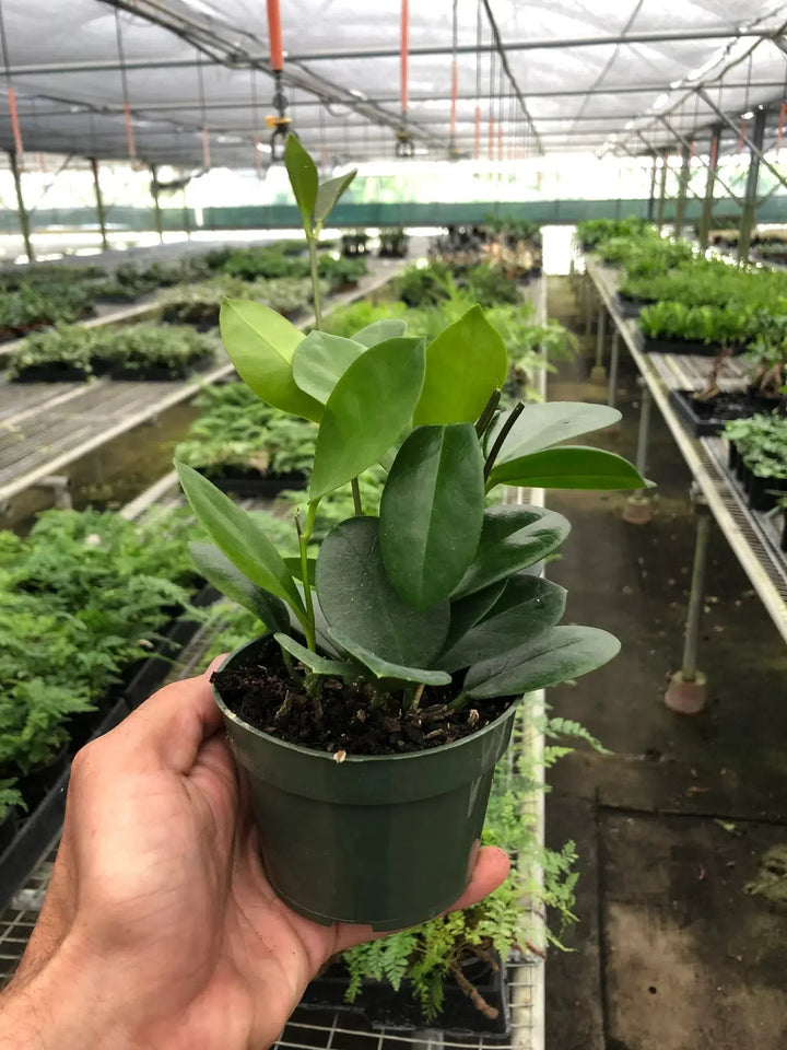 Hoya 'Australis'-Indoor Plants-American Plant Supply