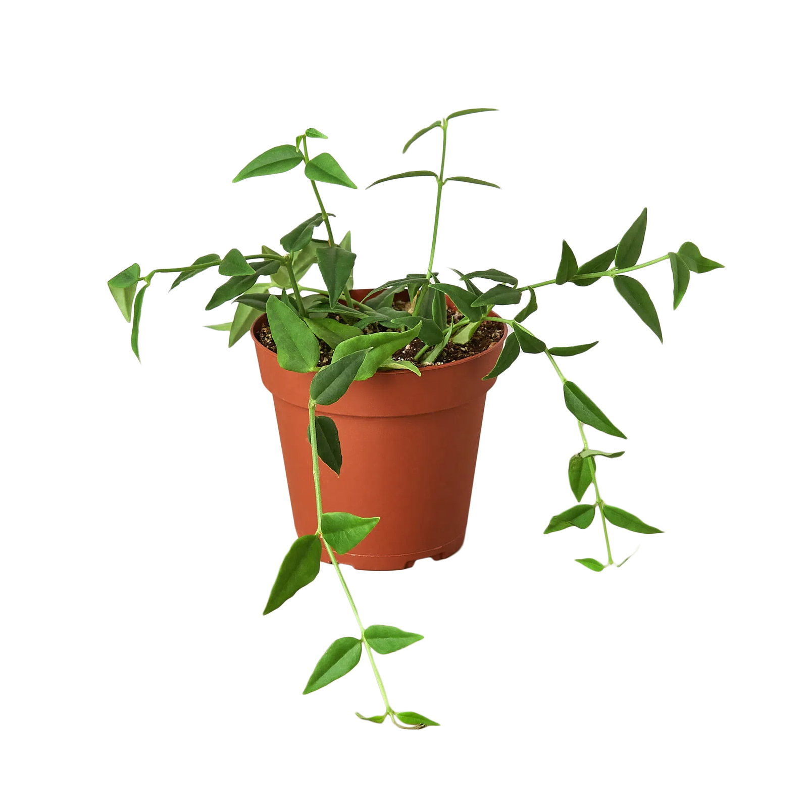 Hoya Bella-4" Plant-American Plant Supply