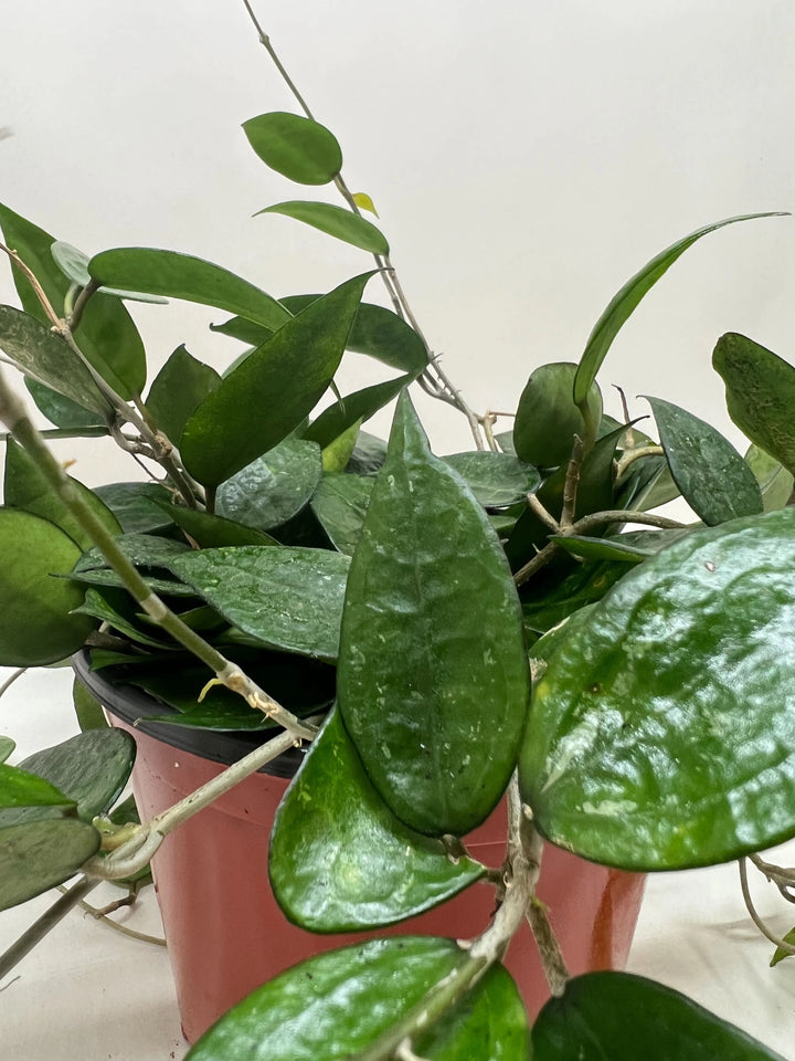 Hoya 'Black Margin'-Indoor Plants-American Plant Supply