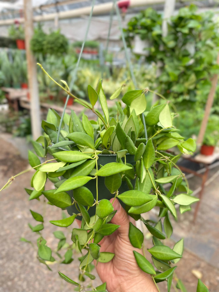 Hoya 'Burtoniae'-Indoor Plants-American Plant Supply