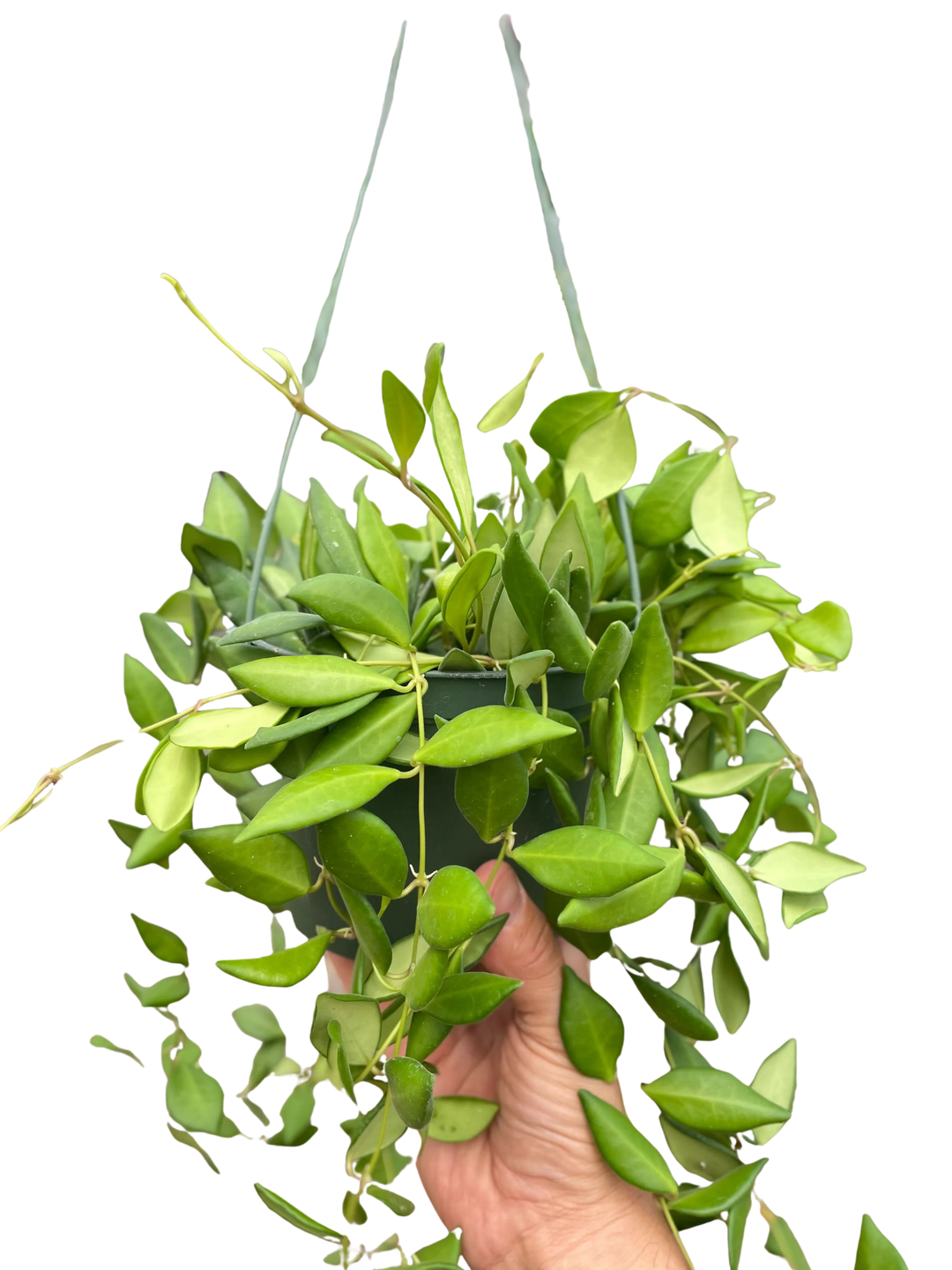 Hoya 'Burtoniae'-Indoor Plants-American Plant Supply