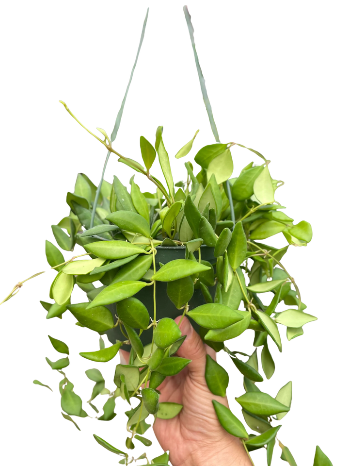 Hoya 'Burtoniae'-Indoor Plants-American Plant Supply