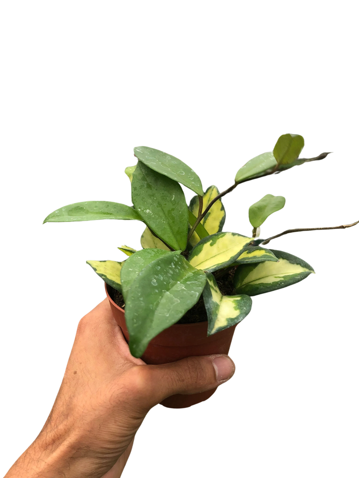 Hoya Carnosa 'Krimson Princess'-American Plant Supply