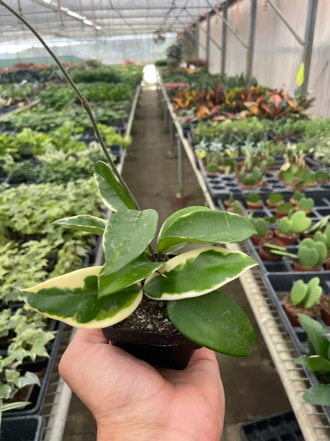 Hoya Carnosa 'Tricolor'-Indoor Plants-American Plant Supply