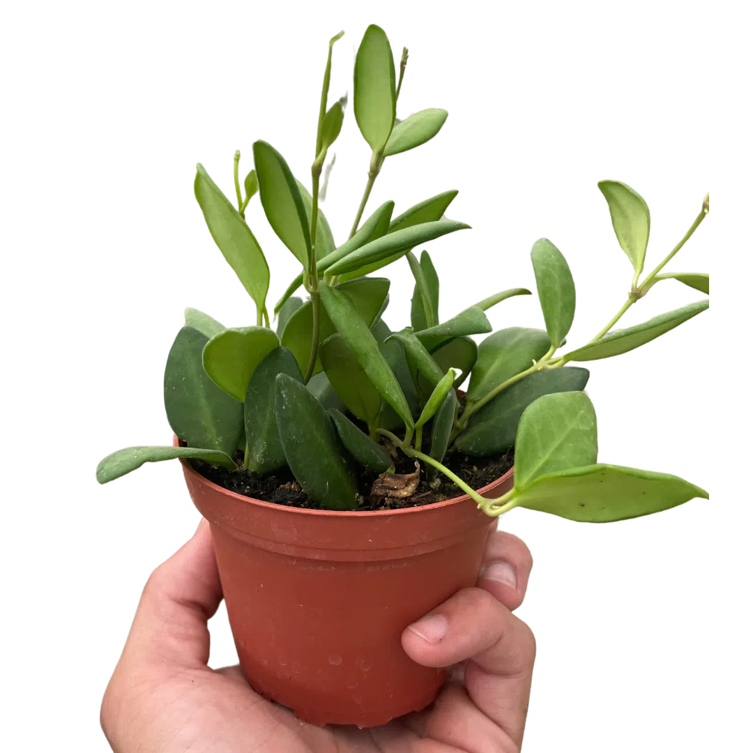 Hoya Chouke-4" Plant-American Plant Supply