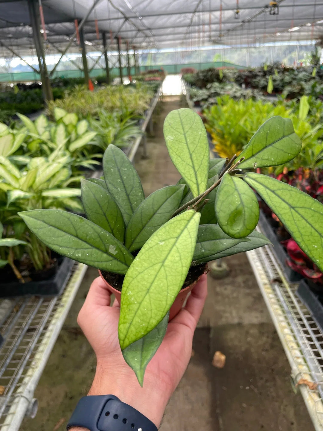 Hoya 'Crassipetiolata'-4" Plant-American Plant Supply