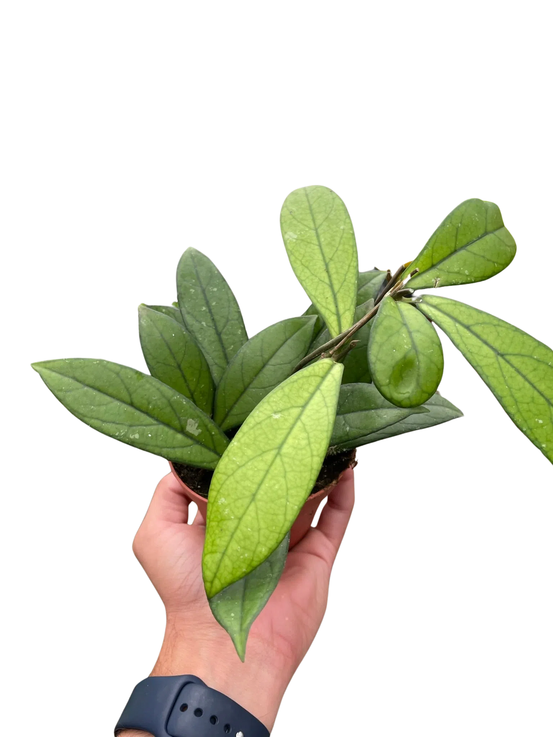 Hoya 'Crassipetiolata'-4" Plant-American Plant Supply