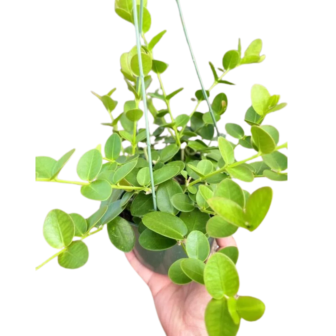 Hoya Cumingiana-4" Plant-American Plant Supply