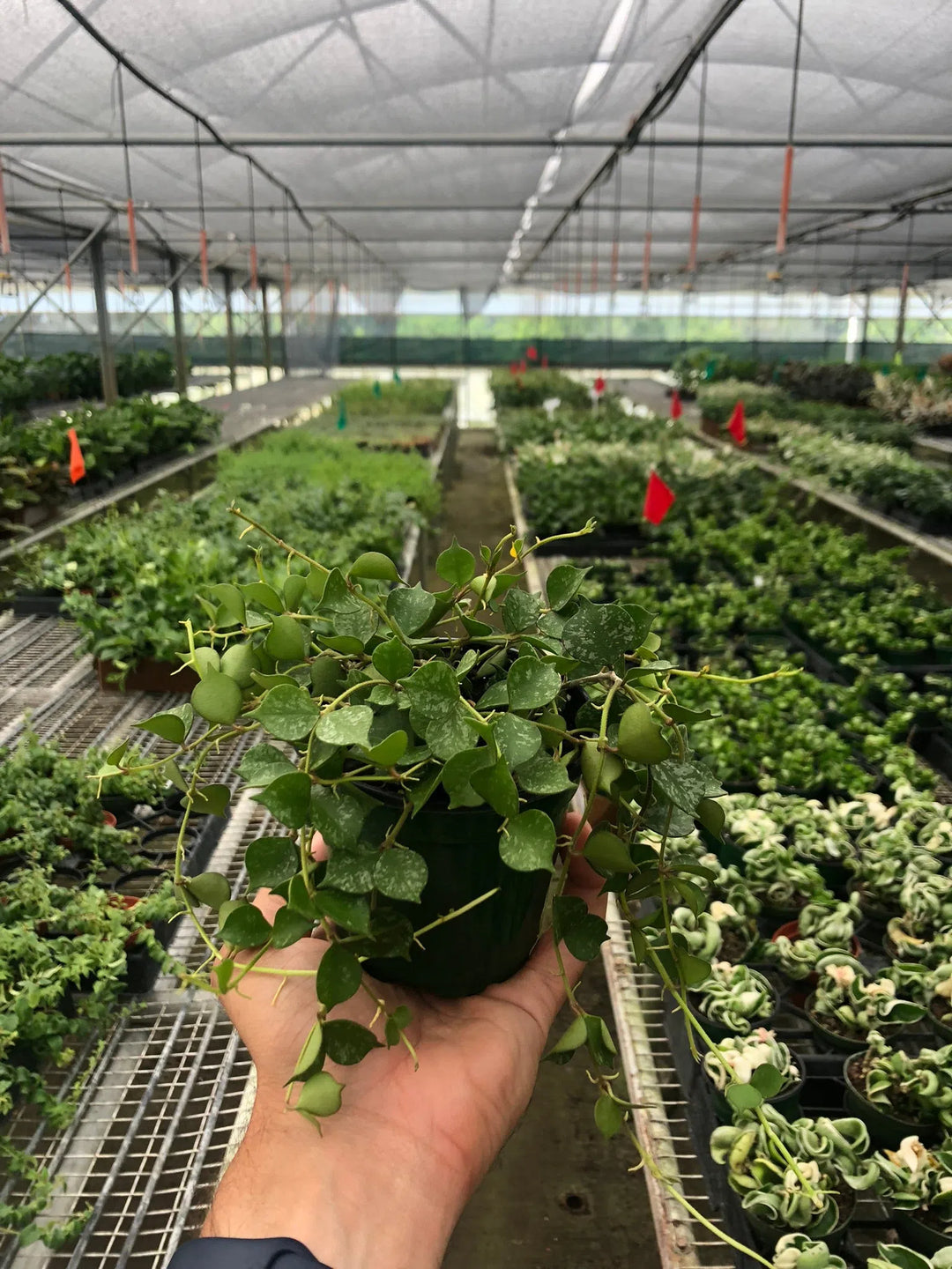 Hoya 'Curtisii'-American Plant Supply