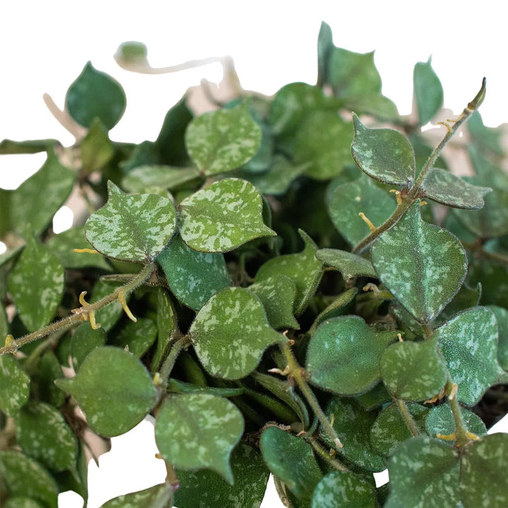 Hoya 'Curtisii'-American Plant Supply