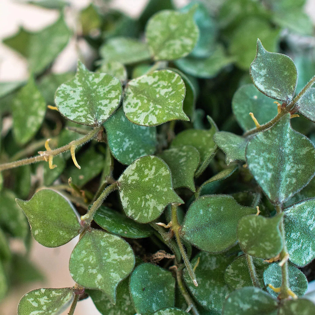 Hoya 'Curtisii'-American Plant Supply