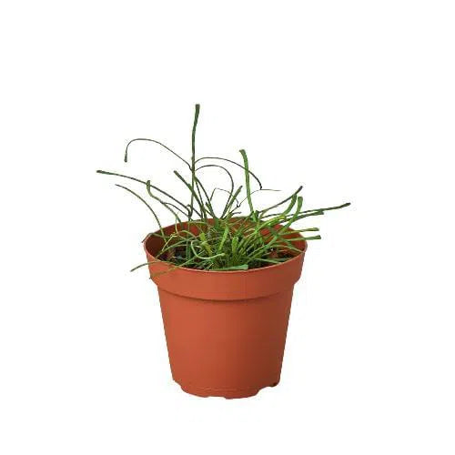 Hoya 'Grass Leafed' - 4" Pot-4" Plant-American Plant Supply
