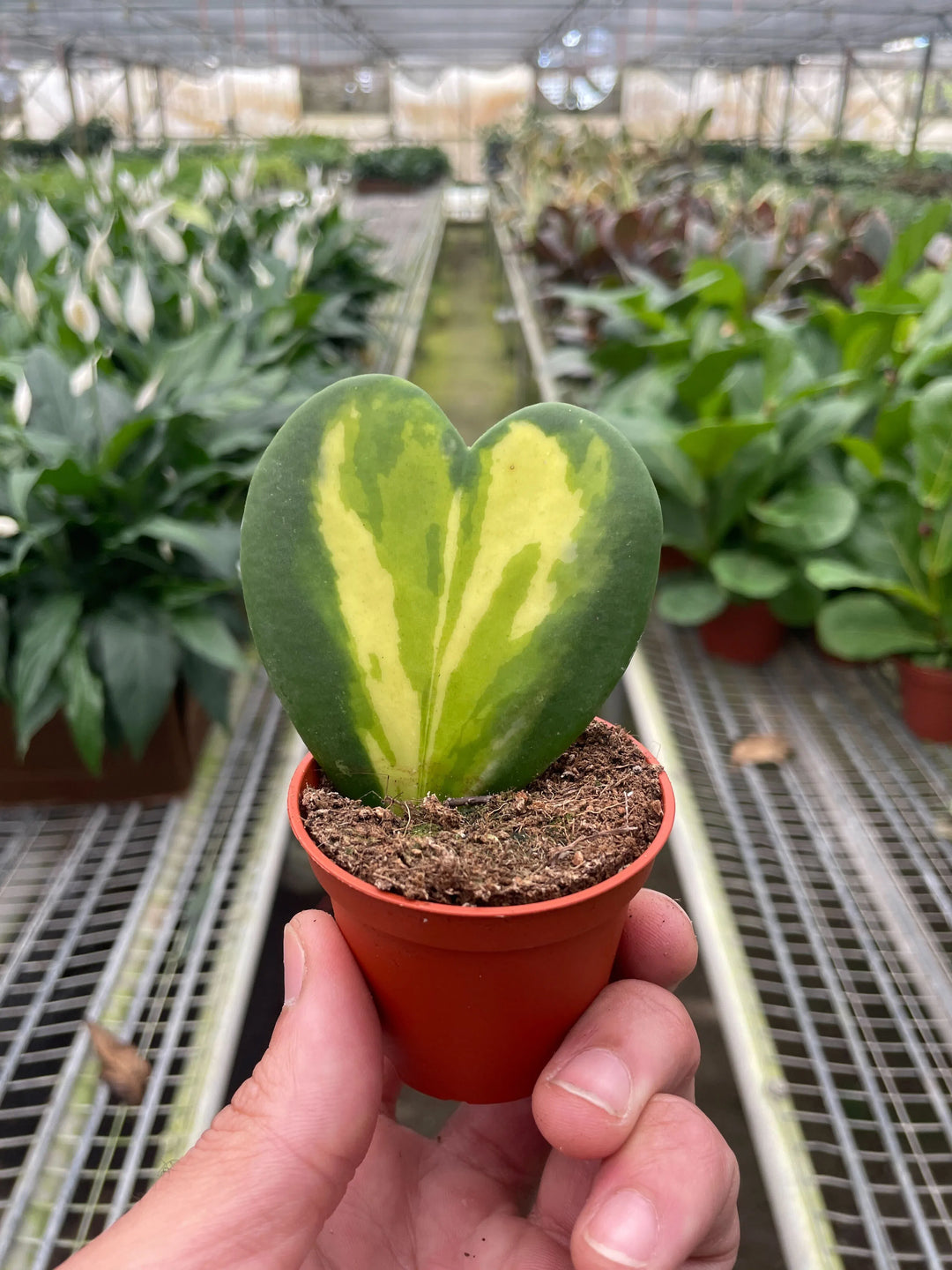 Hoya Heart Flame-Indoor Plants-American Plant Supply